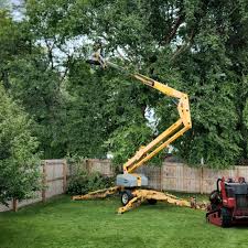 Best Lawn Maintenance Plans  in Lancaster, TX