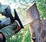 Best Tree Trimming and Pruning  in Lancaster, TX
