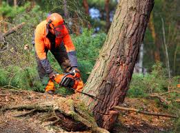 Best Tree Trimming and Pruning  in Lancaster, TX