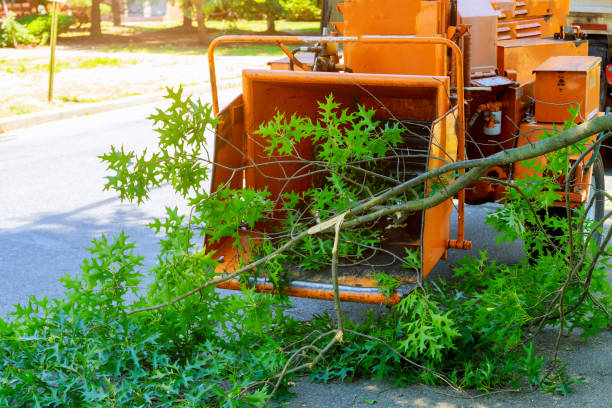 How Our Tree Care Process Works  in  Lancaster, TX