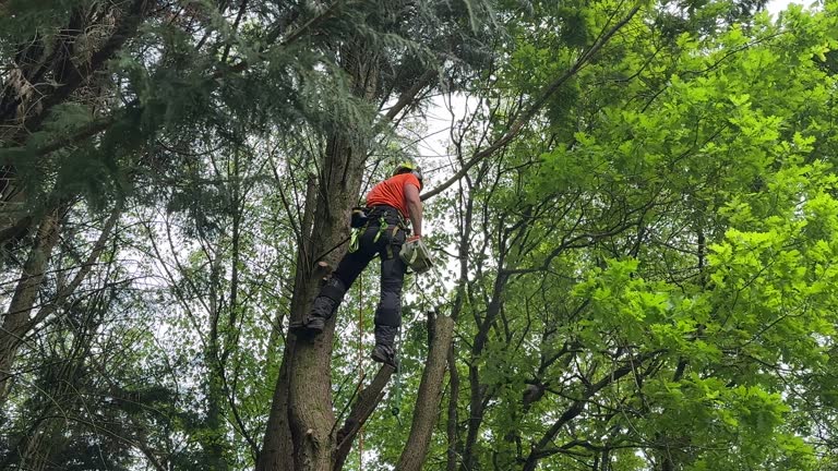 Best Utility Line Clearance  in Lancaster, TX