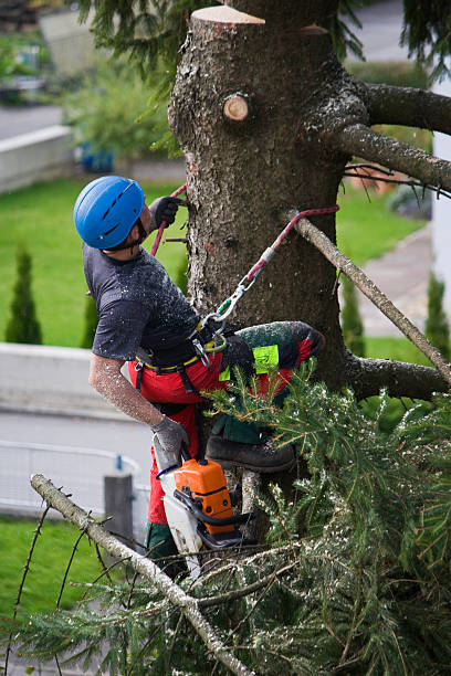 Best Firewood Processing and Delivery  in Lancaster, TX