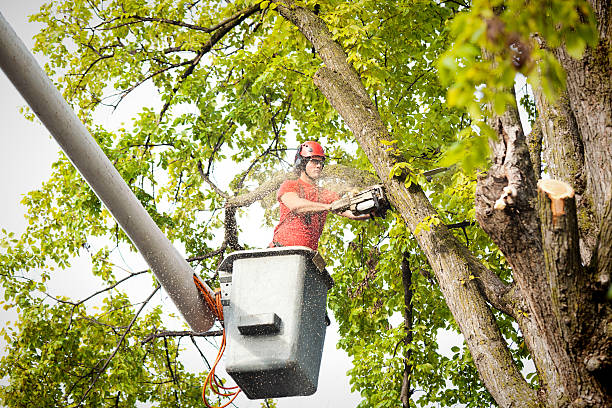 Best Tree and Shrub Care  in Lancaster, TX