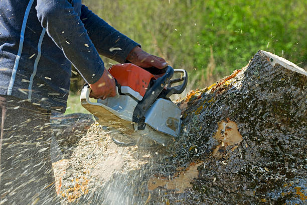 Best Soil Testing and Treatment  in Lancaster, TX